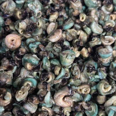 Fresh Nigeria Periwinkle