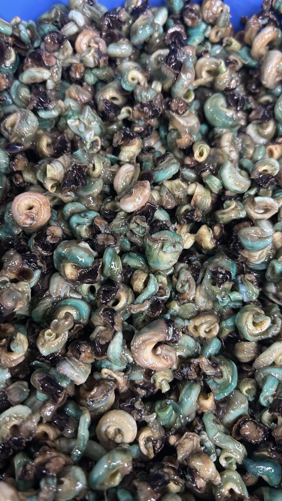 Fresh Nigeria Periwinkle