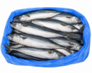 Mackerel Fish